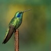 Kolibrik modrouchy - Colibri cyanotus - Lesser Violetear 6728